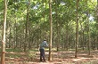 Bình Phước: Đồng bào dân tộc thiểu số thoát nghèo từ việc liên kết trồng cao su